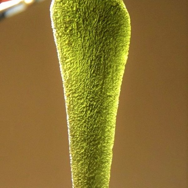 Moldavite